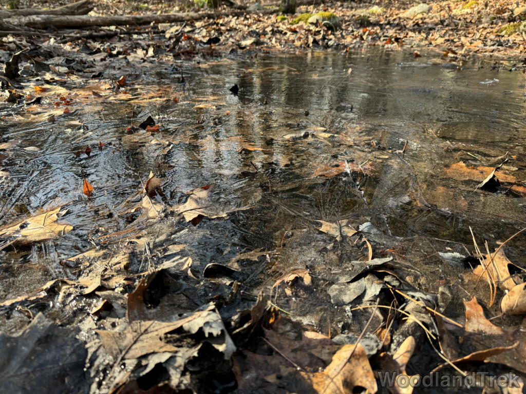 Leaves frozen in place within a textured layer of ice