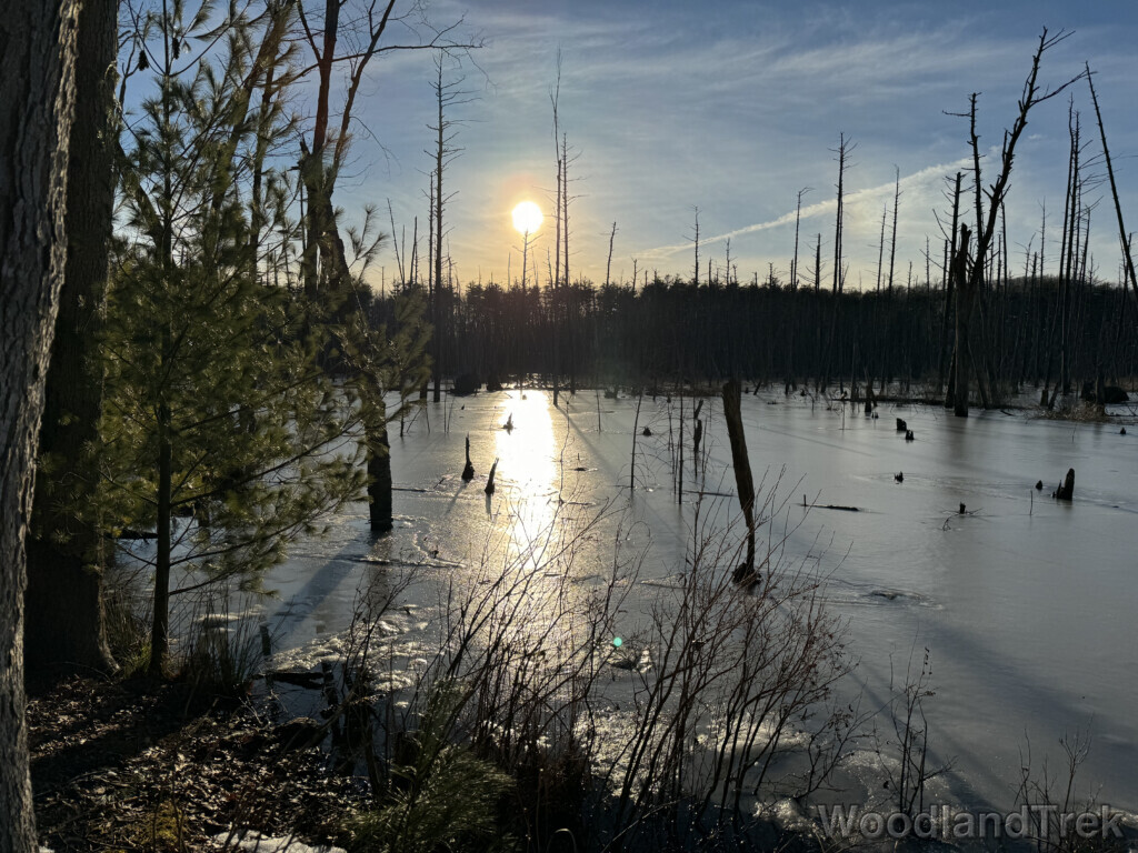 Sun just above the horizon illuminating an ice-covered beaver pond