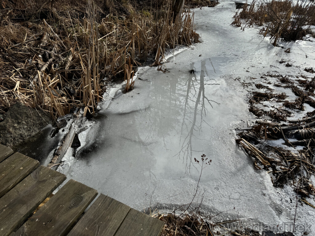 Trees reflected in a pool of water resting atop a sheet of ice near the pond’s shoreline