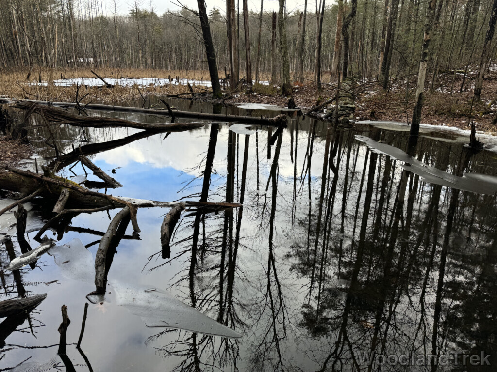 Sky and trees reflected on a pond surface with scattered patches of ice