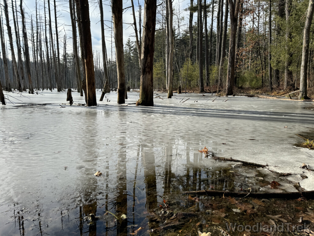 Textured ice covering a pond surface surrounding standing dead trees