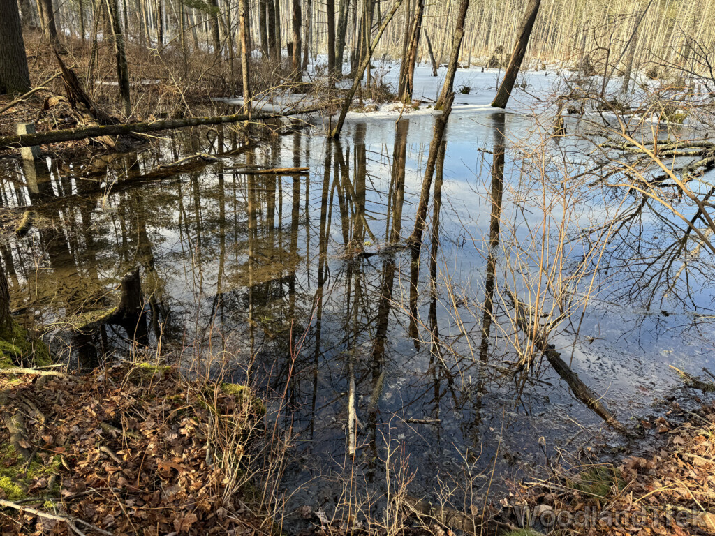 Trees and sky reflected on the surface of a partially frozen pond