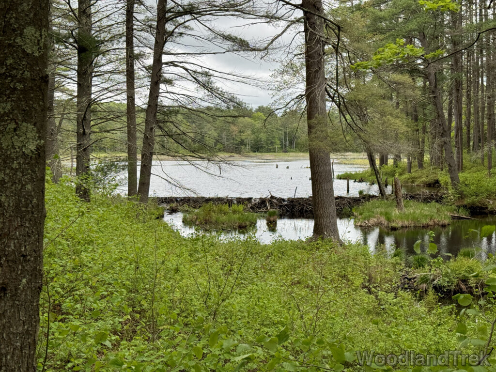 Beaver dam creating a distinct change in water level as the pond extends into the distance