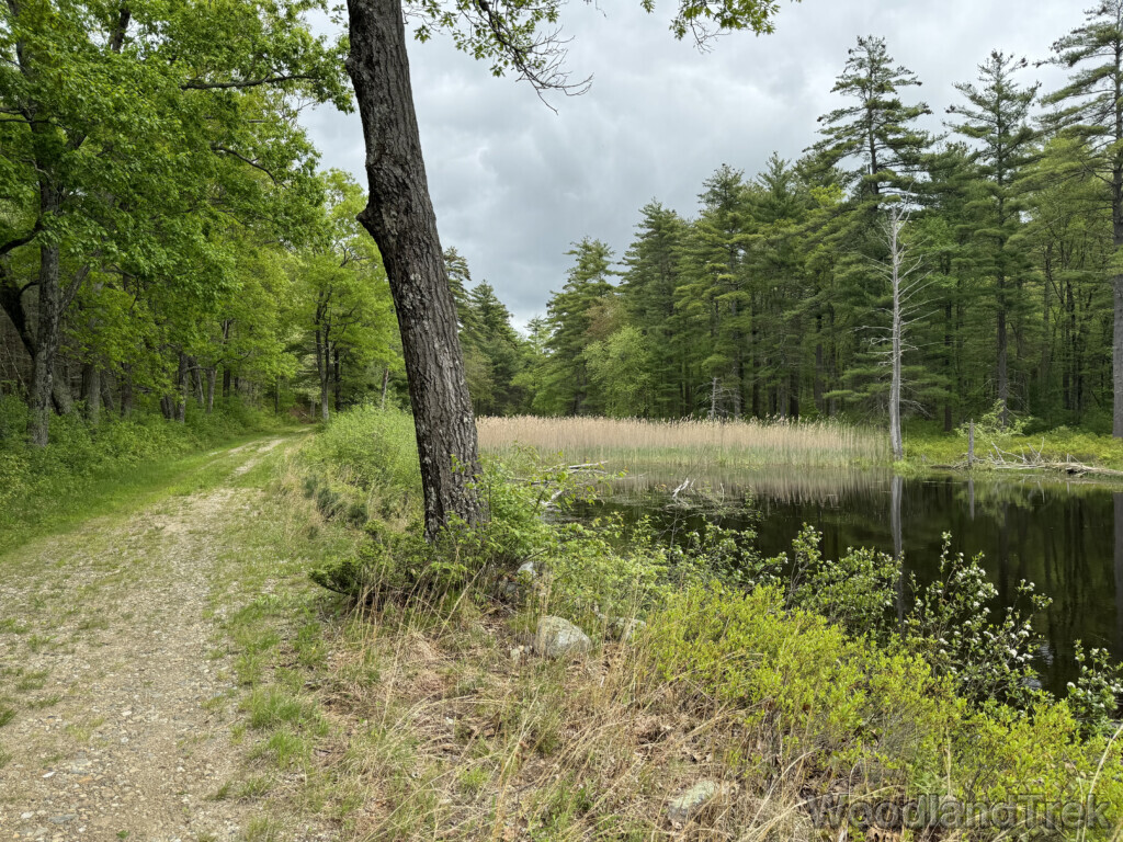 Pond edge transitioning into tall wetland grasses with a forest road in the distance