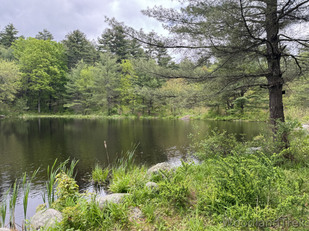 Beaver lodge along the distant shoreline of a pond with tall pines beyond