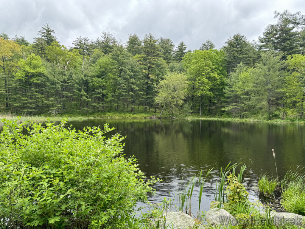 Subtle ripples moving across a forest-bordered pond