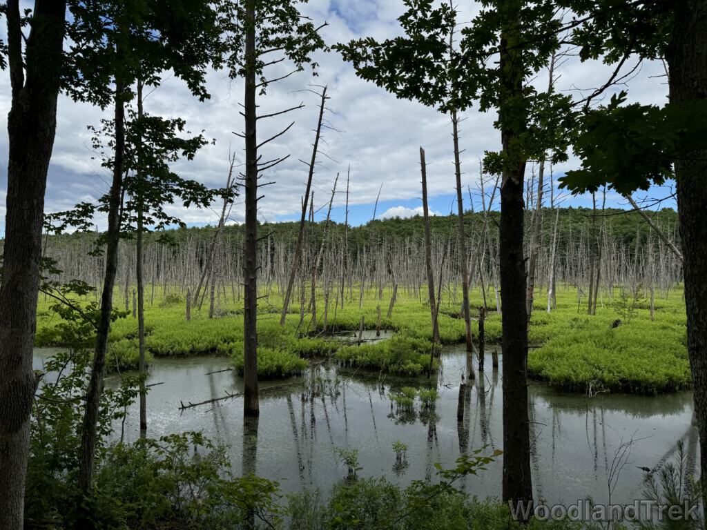 Bright green vegetation growing among standing dead trees in a large beaver pond