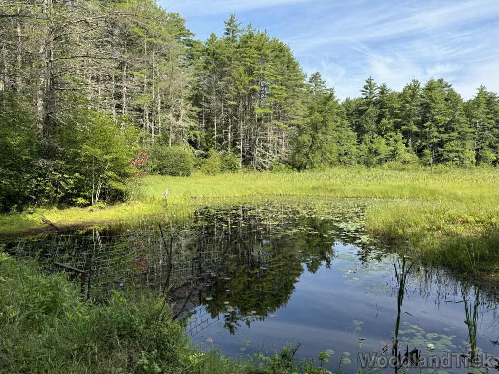 Small still pond surrounded by dense wetland grasses