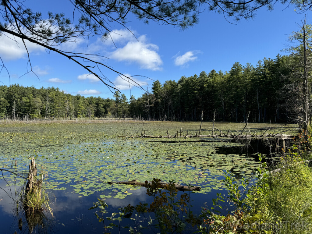 Late summer pond covered in lily pads with vibrant forest along the distant shore