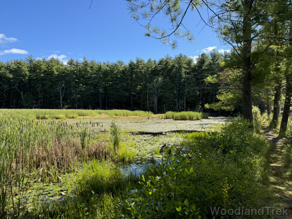 Bright green wetland landscape showcasing lush late summer growth