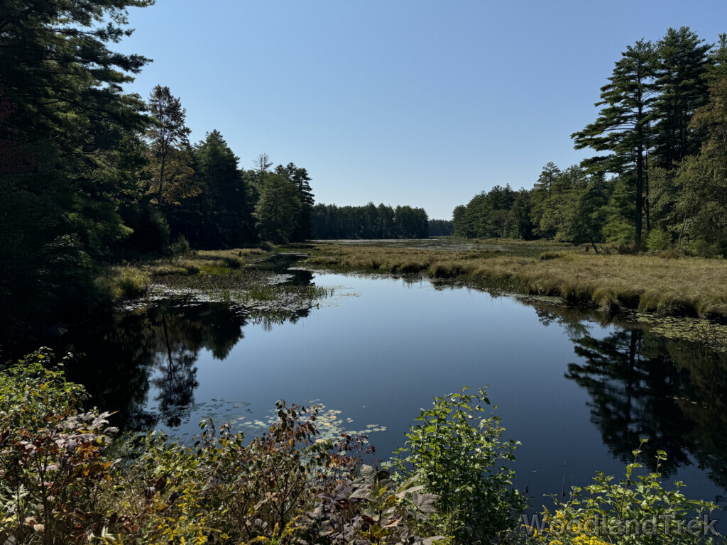 Pond lined with dense forest stretching into the distance under blue sky