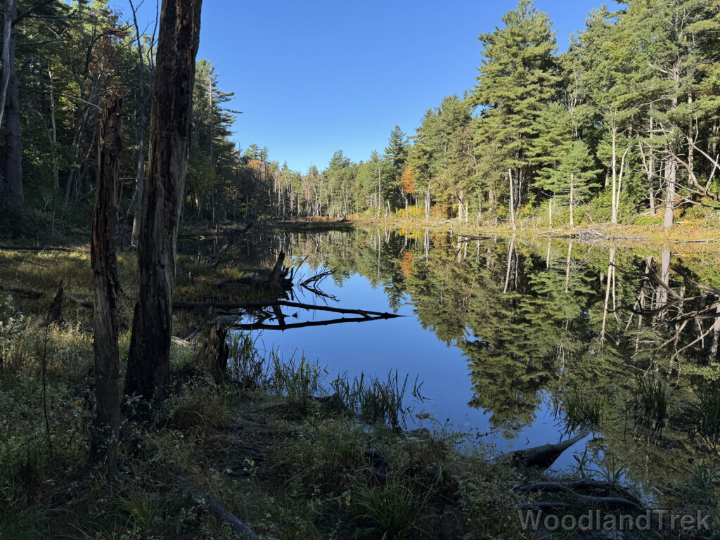 Still pond reflecting blue sky and tall pine trees like a mirror