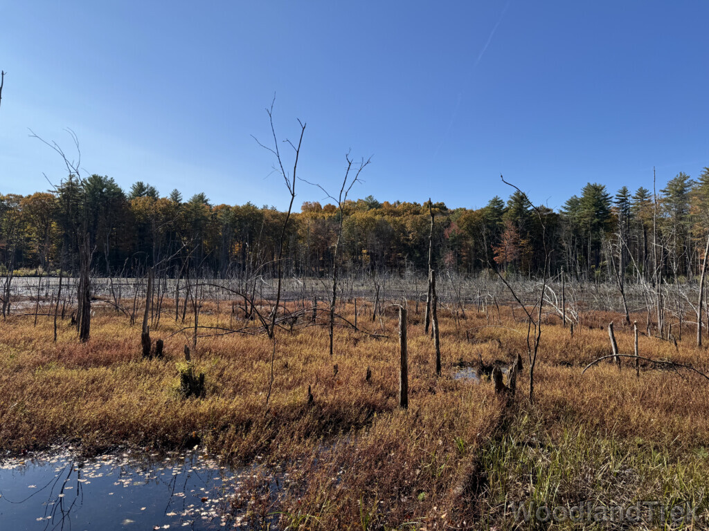 Sunlight illuminating standing dead trees and grassy patches within a pond