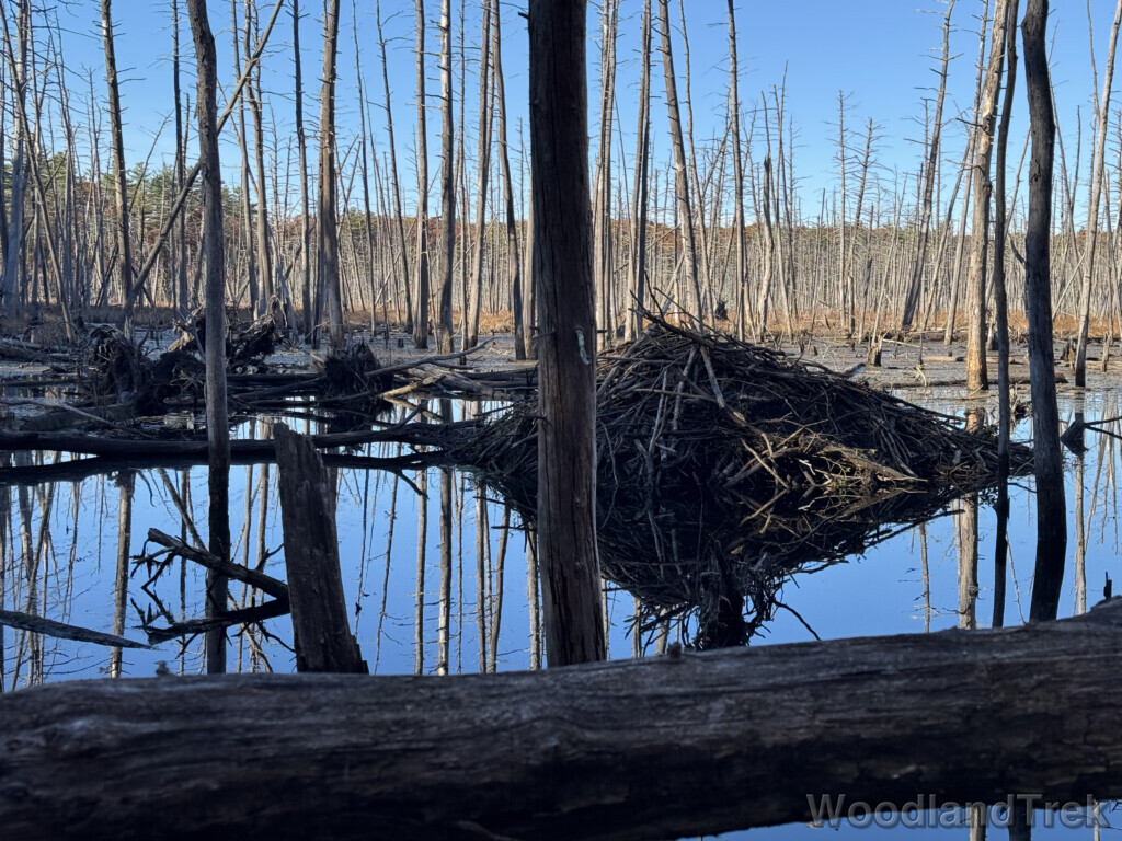 Beaver lodge among standing dead trees reflected in the still pond water