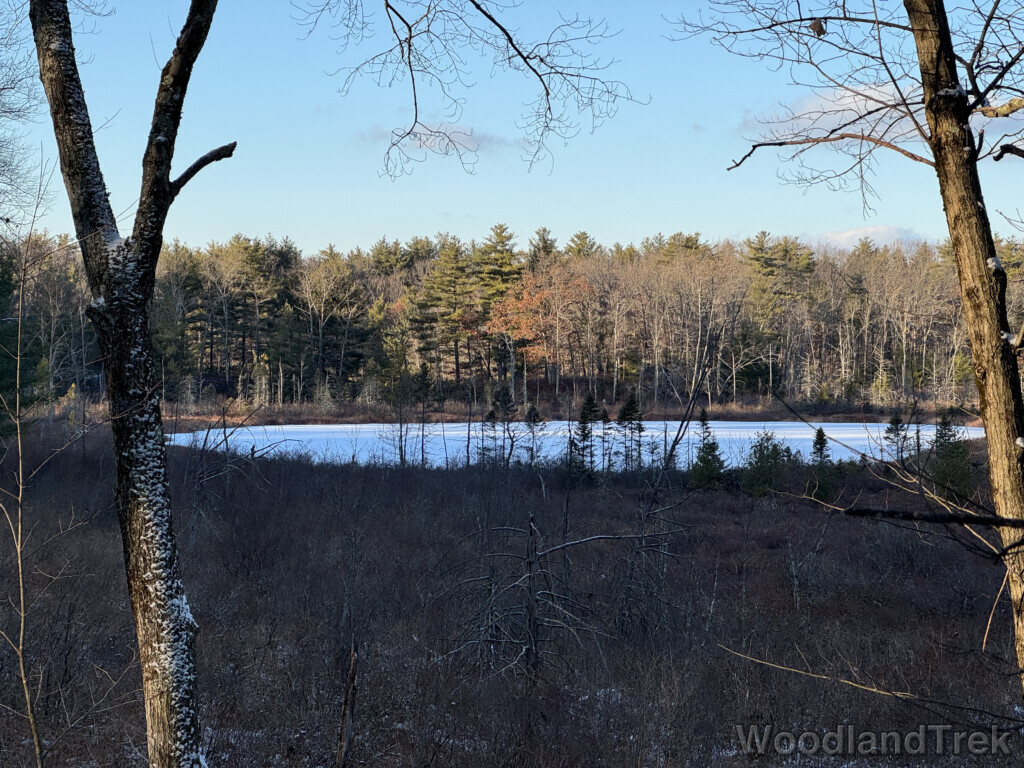 Frozen snow-covered pond among barren trees under a blue sky