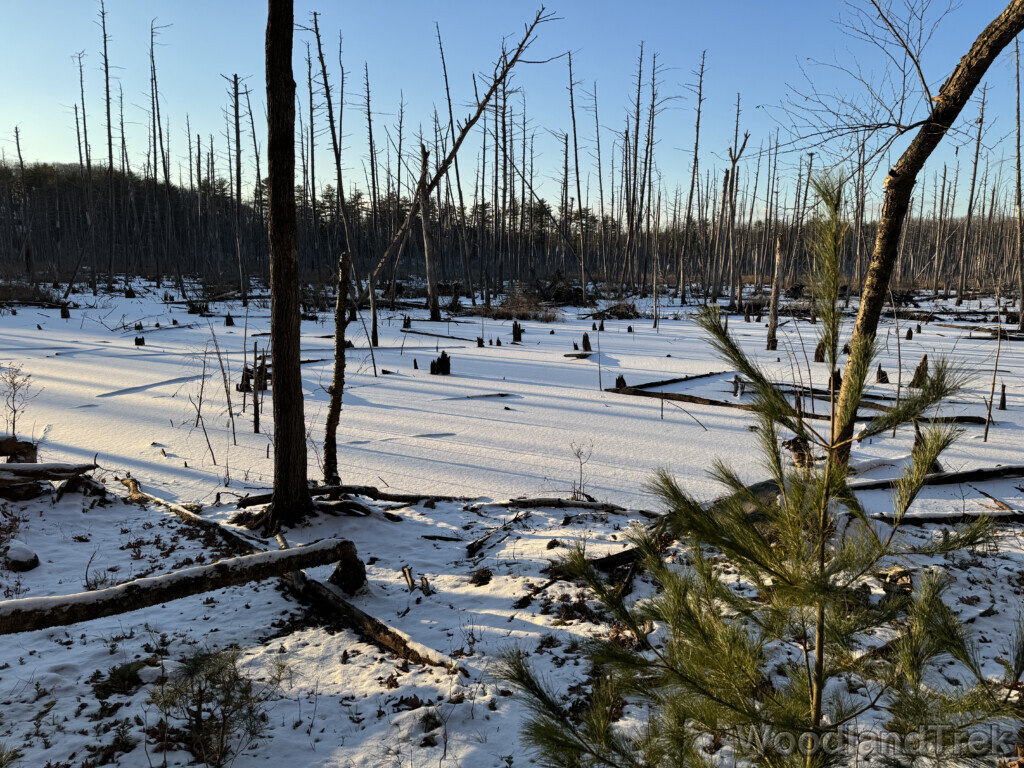 Still snow-covered frozen pond illuminated by light with long shadows
