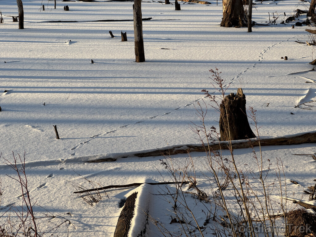 Animal tracks across a snow-covered frozen pond with long tree shadows