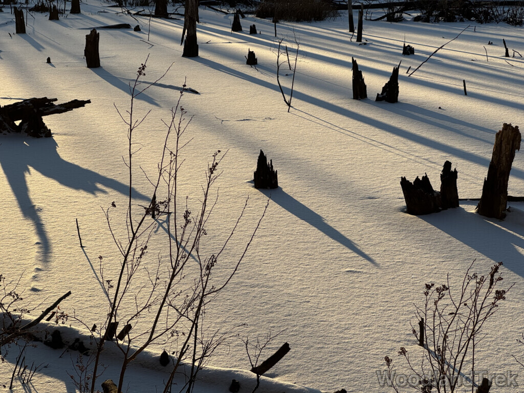 Late afternoon winter sunlight casting a long shadow from a tree stump across a frozen snow-covered pond