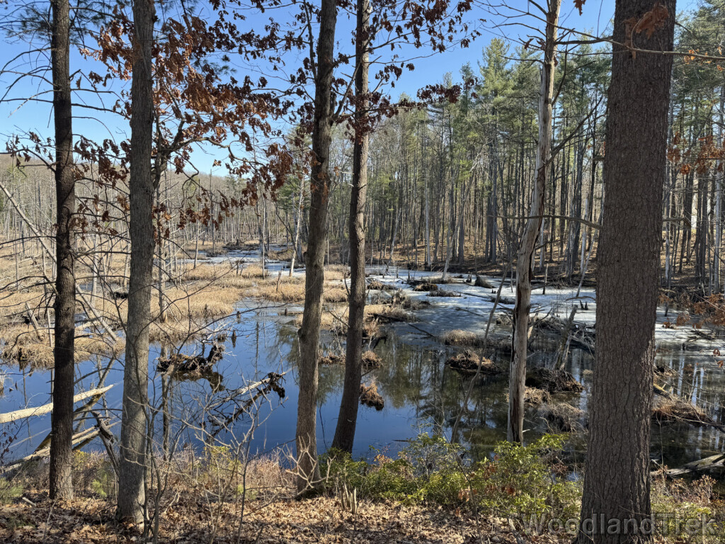 Pond with partial shoreline ice and thawed water surrounded by tall trees