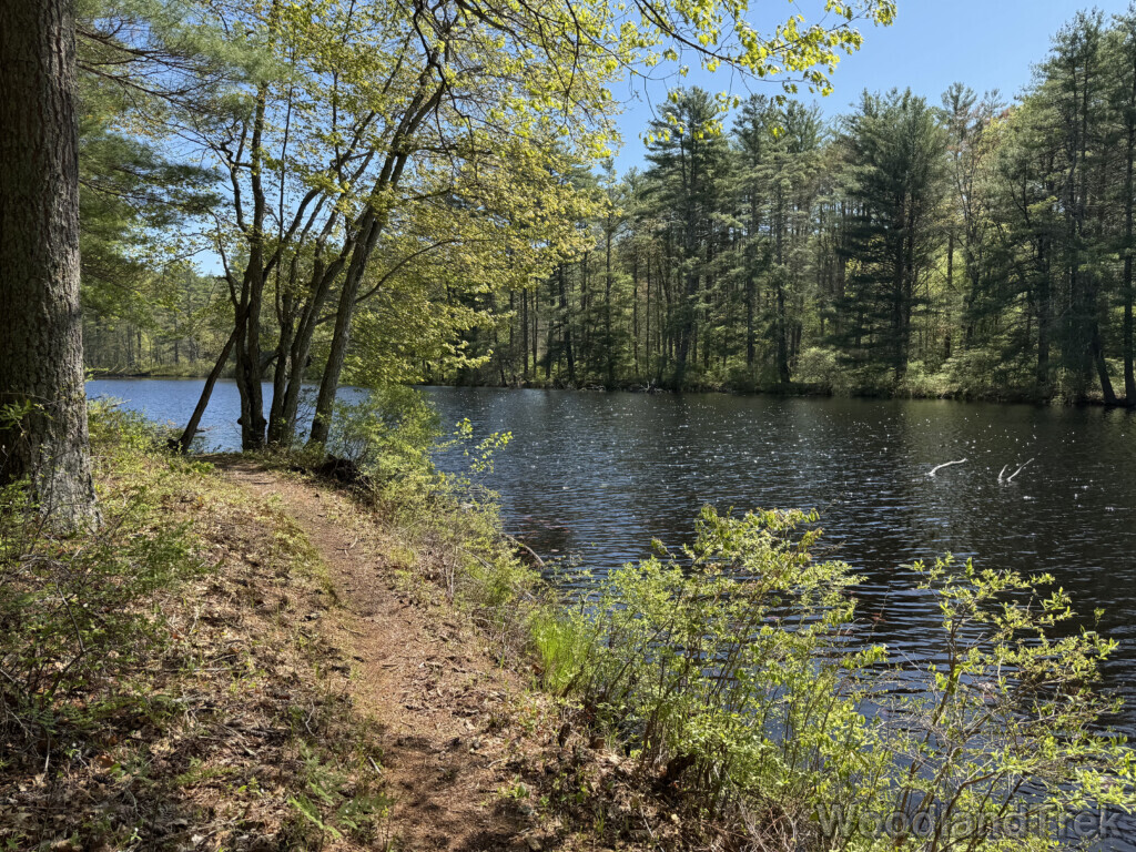 Trail curving along a pond shoreline with sunlight sparkling on the water