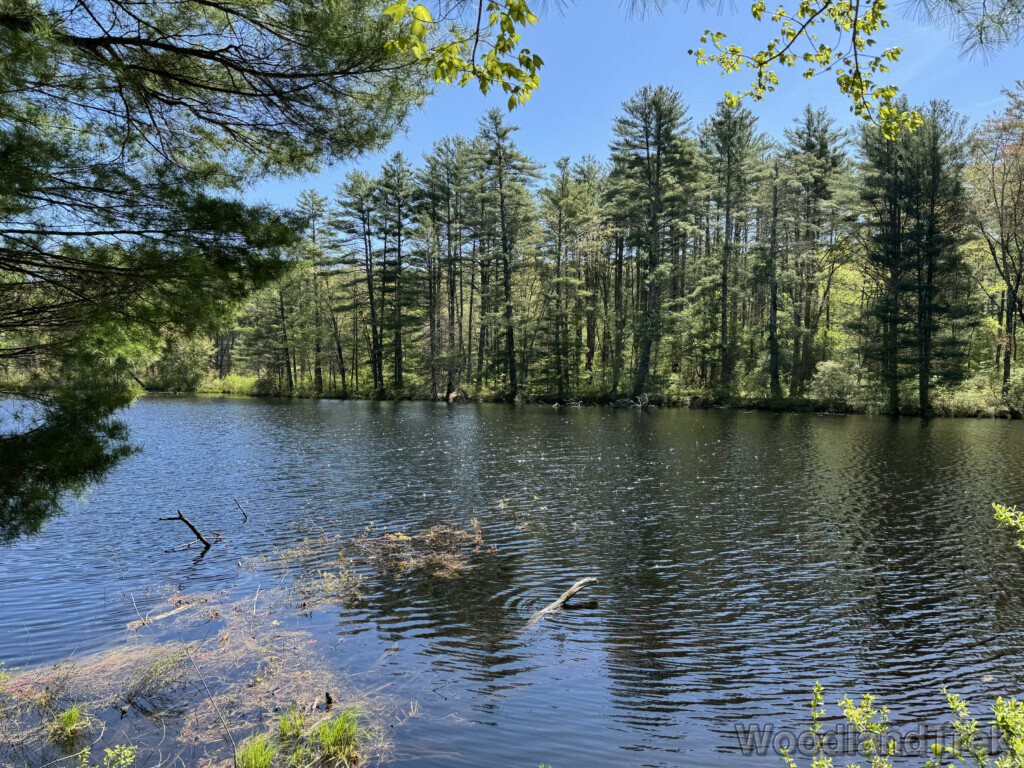 Sunlight sparkling on pond surface with tall trees along the distant shore