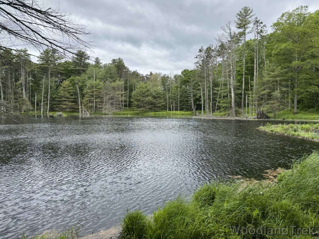 Ripples across a pond surrounded by grass and trees