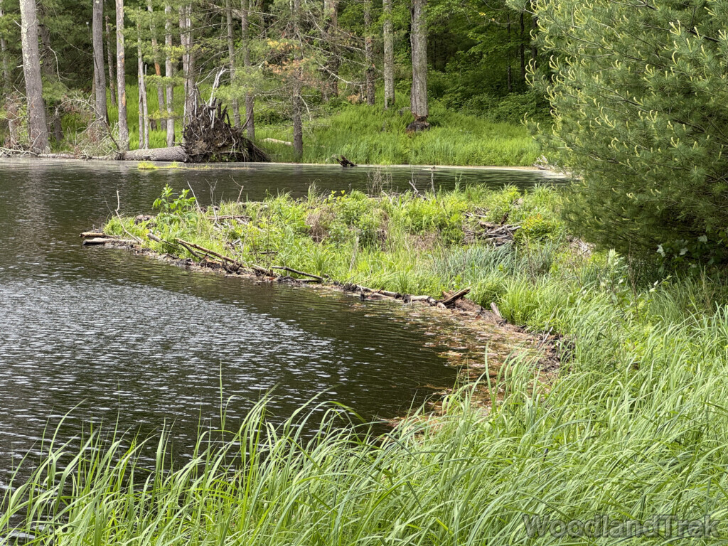 Horseshoe-shaped beaver dam holding back pond water surrounded by trees and grass