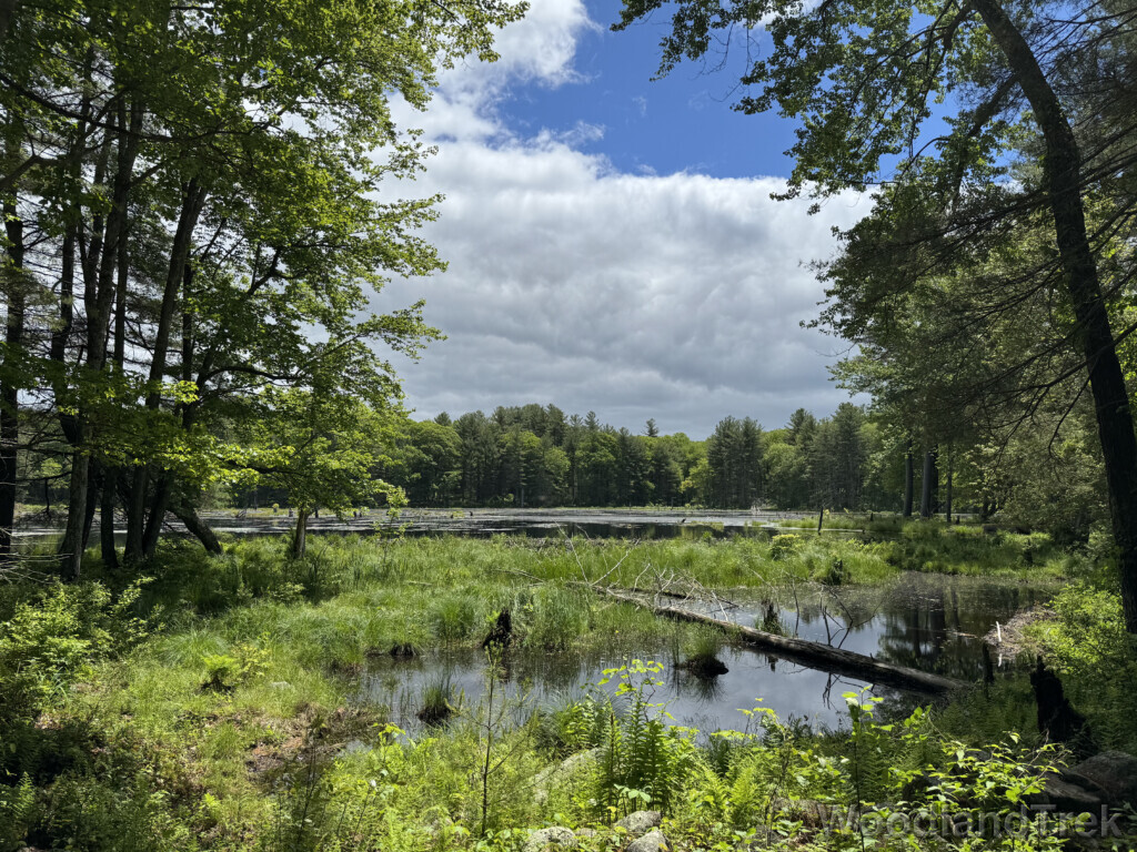 Beaver dam dividing a pond into two levels beneath a partly cloudy sky