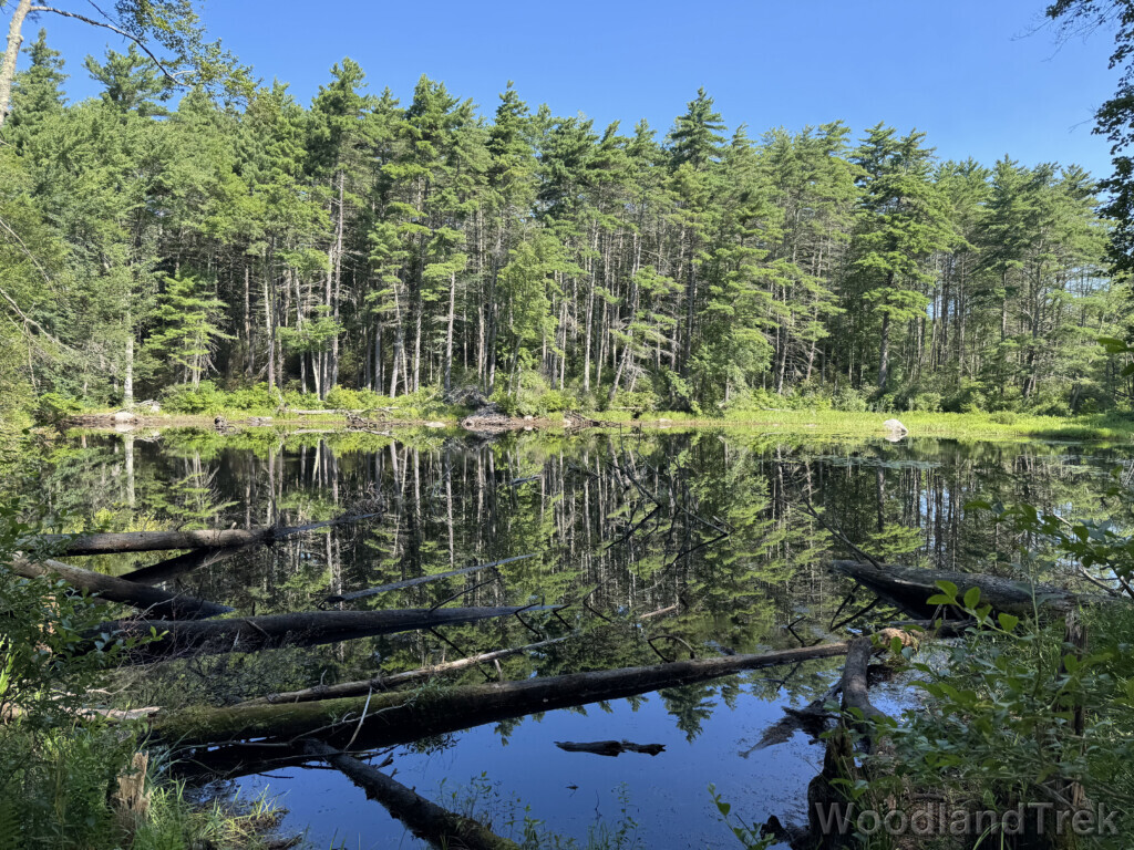 Glassy pond reflecting tall trees on the far shore