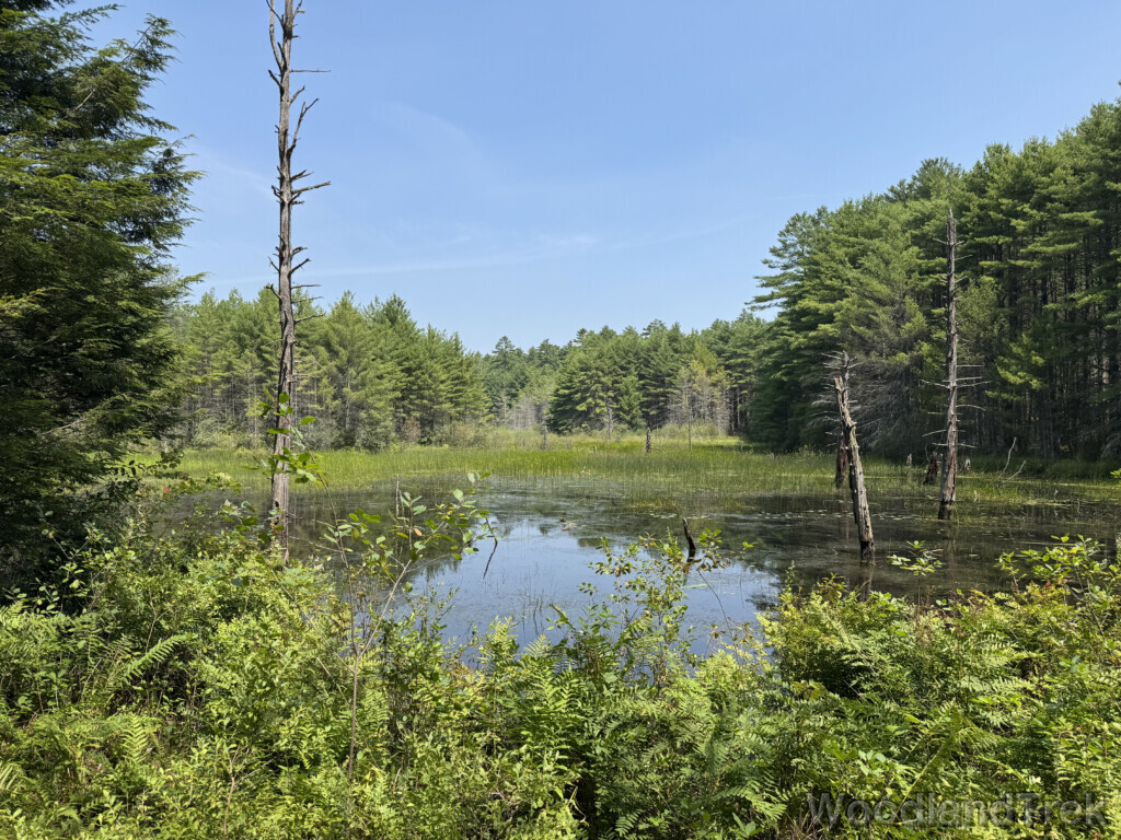 Still pond with green grasses on the far shore surrounded by dense forest