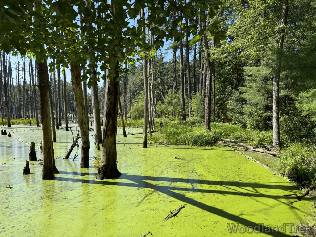 Pond surrounded by lush greenery with bright green algae on the surface