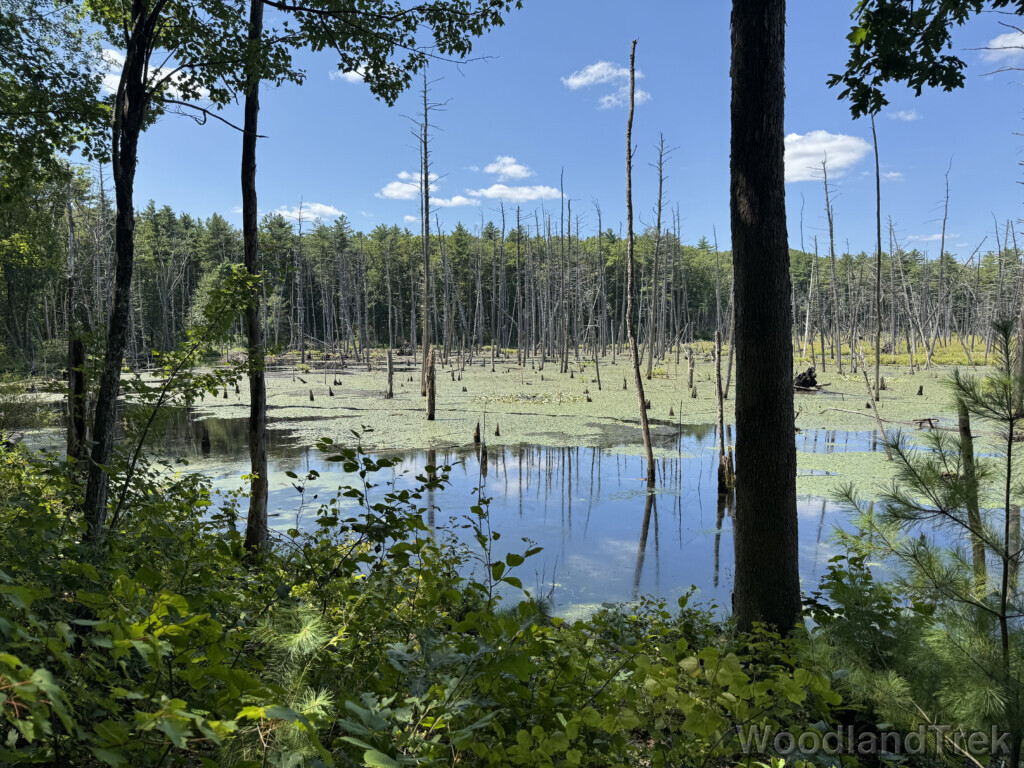 Green pond with dense lily pads, standing dead trees, and a shrub-covered shoreline