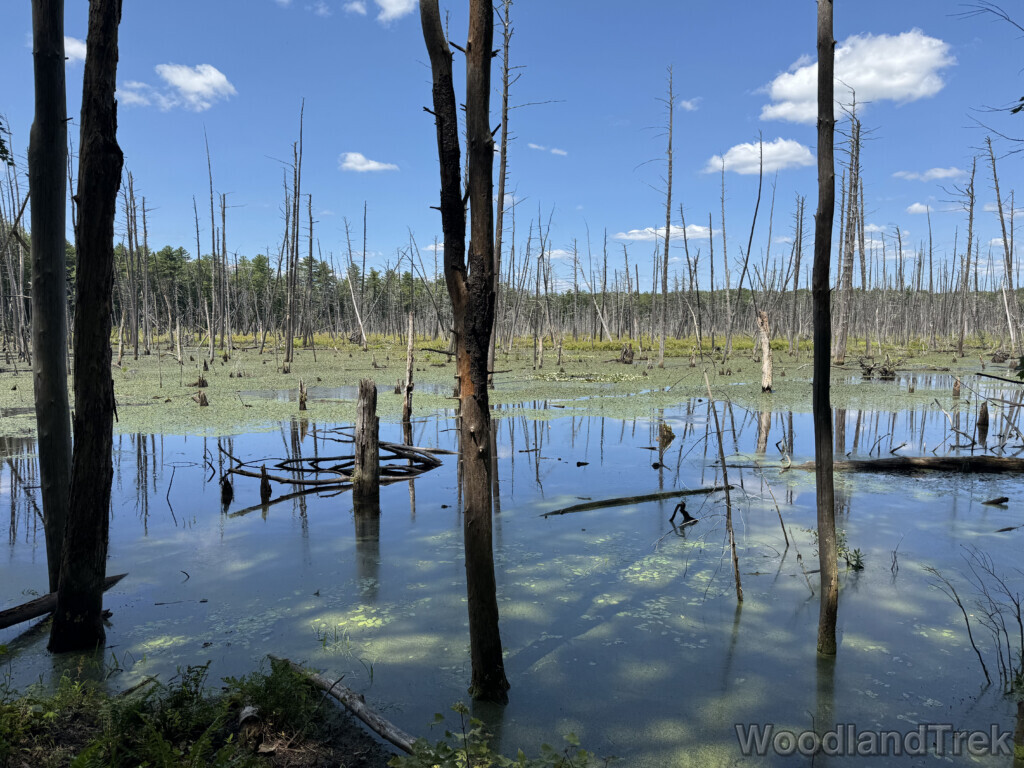 Green pond covered with dense lily pads and standing dead trees