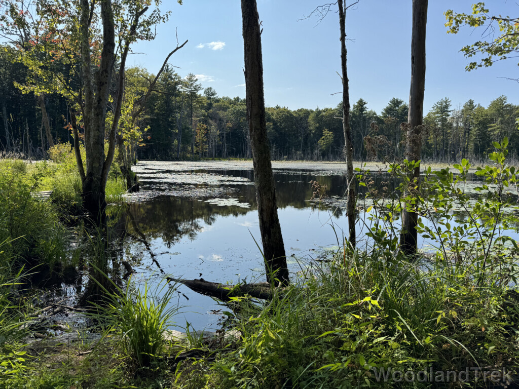 Pond partially covered in lily pads surrounded by lush greenery