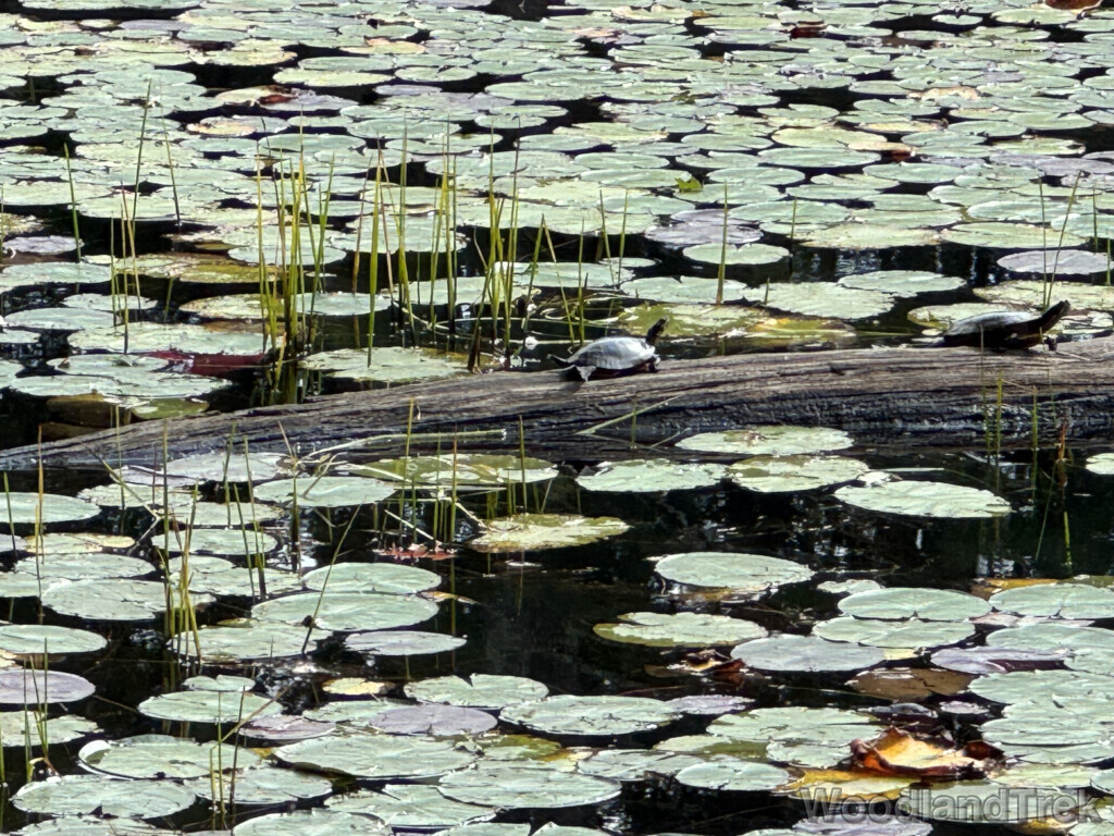 Two turtles perched on a log surrounded by lily pads