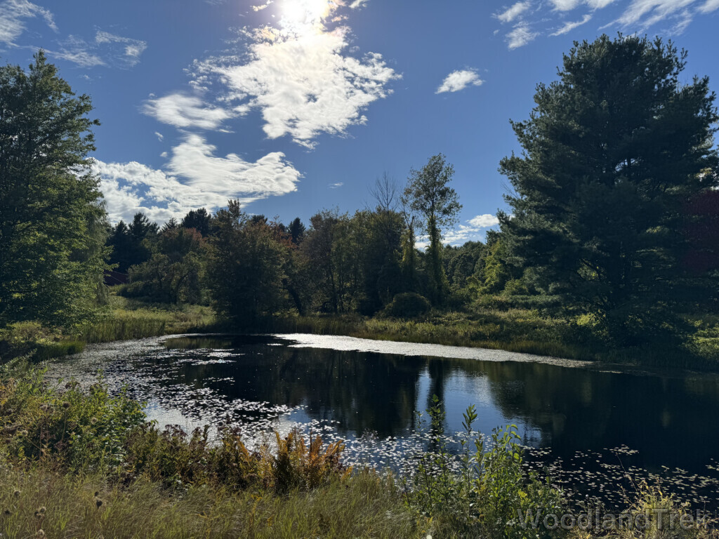 Bright sunshine illuminating a pond surrounded by greenery