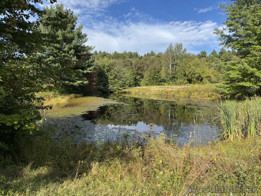 Still pond surrounded by lush green grasses and trees