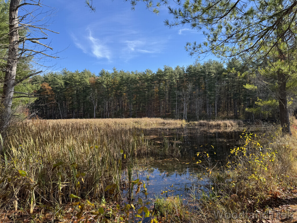 Tall grasses beside a pond with pine trees on the distant shore under a blue sky