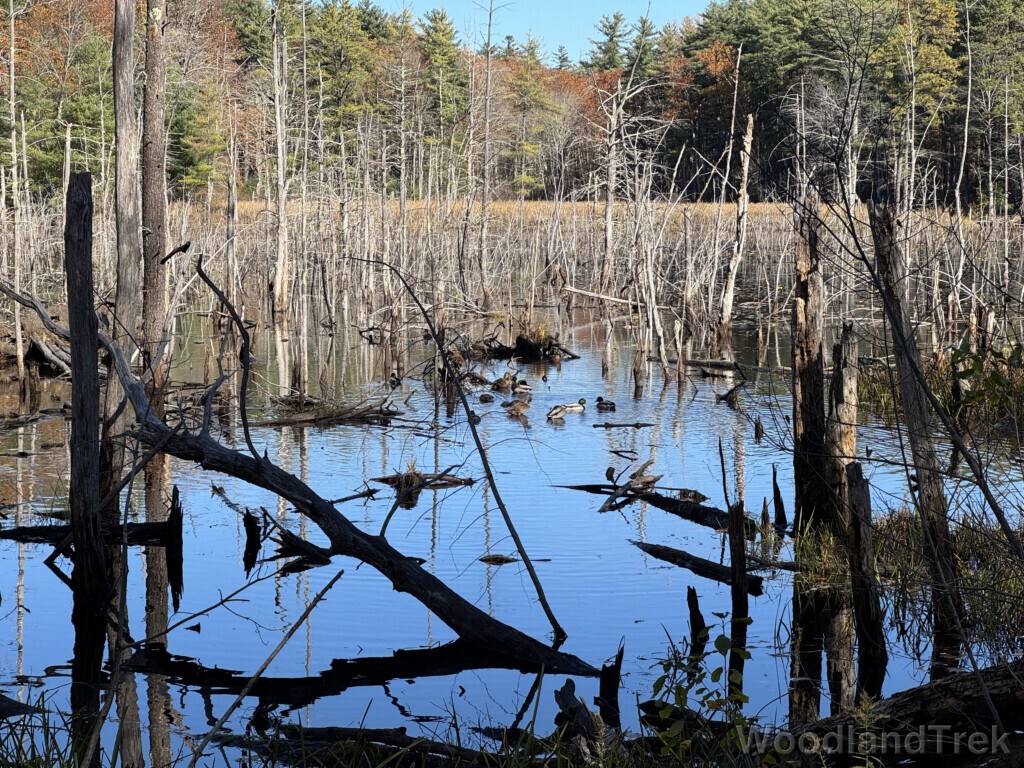 Dead trees standing in a pond with ducks floating on a glassy surface
