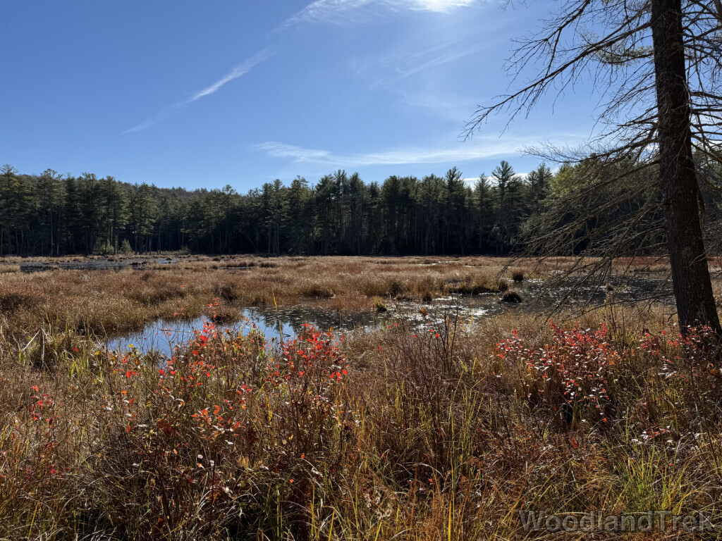 Dense dead grass dividing the pond with bright red leaves along the sunlit shoreline