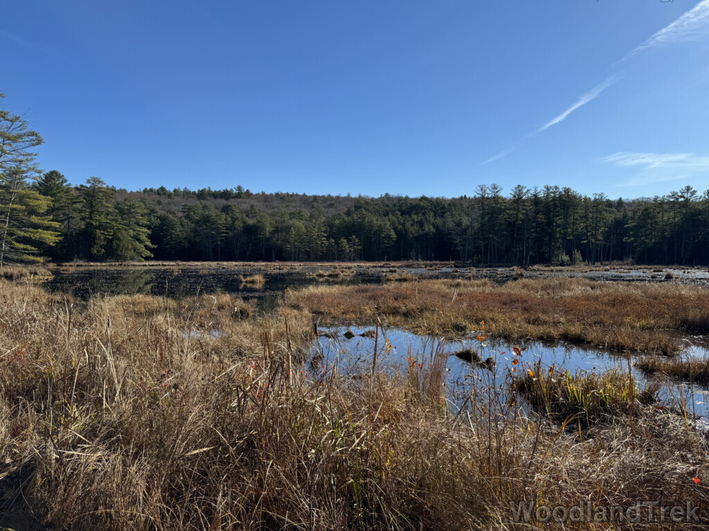 Pond with patches of open water and dead grass under a bright blue sky