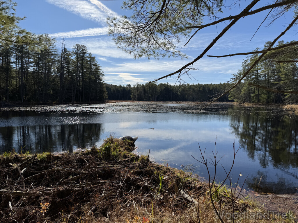 Light reflecting off the surface of a pond surrounded by dense forest