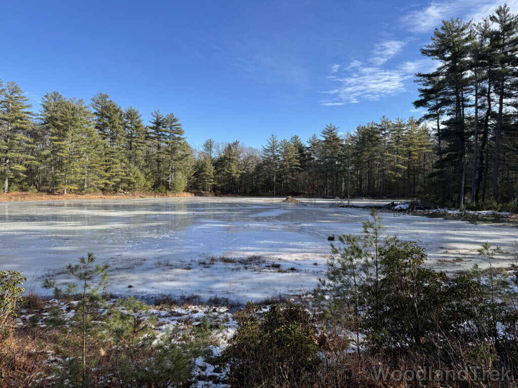 Frozen pond with a distant beaver lodge surrounded by pine trees