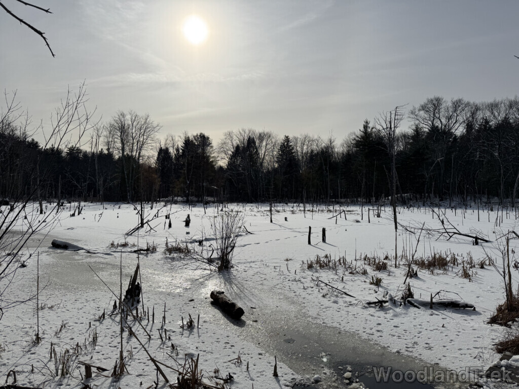 Sunlight filtering through high clouds onto a frozen pond with standing dead trees