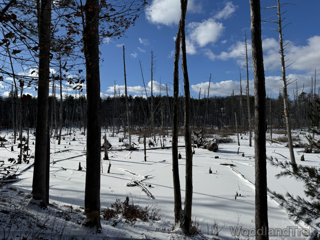 Low winter sunlight illuminating bright snow on a frozen pond beneath a blue sky
