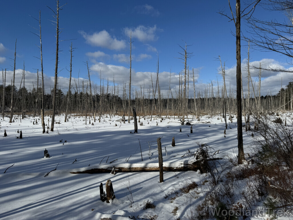 Frozen snow-covered beaver pond with standing dead trees and strong light and shadow contrast