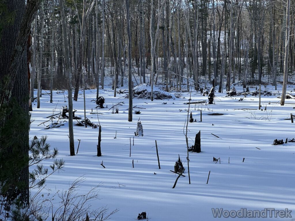 Long tree shadows stretching across a frozen snow-covered pond with a beaver lodge in the distance