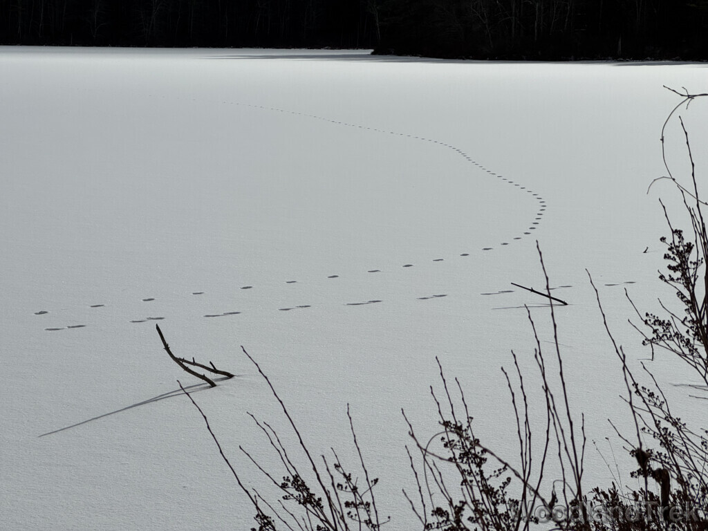 Fresh animal tracks crossing a frozen snow-covered pond