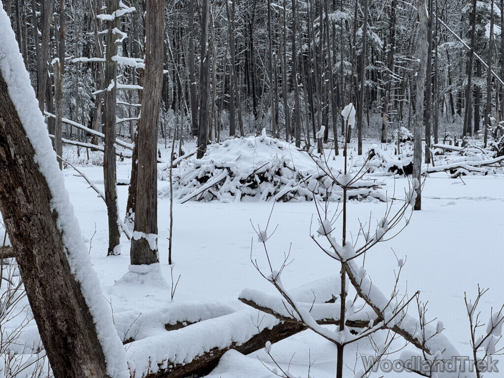 Snow-covered beaver lodge in a frozen pond during winter