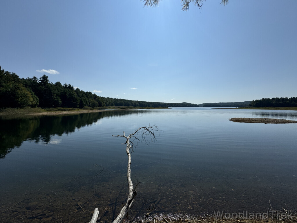 Fallen tree branch extending from the shoreline into the calm, glassy waters of Quabbin Reservoir under a bright blue sky